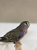 Koppel bourkes wildkleur, Dieren en Toebehoren, Vogels | Parkieten en Papegaaien, Meerdere dieren, Parkiet, Geringd