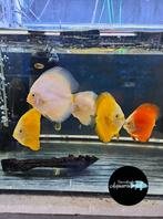 Discussen, diverse soorten, Dieren en Toebehoren, Vissen | Aquariumvissen, Vis, Zoetwatervis