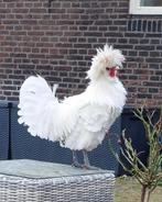 Kuifhoen, cochin kriel, zijdehoentje., Dieren en Toebehoren, Pluimvee, Vrouwelijk, Kip