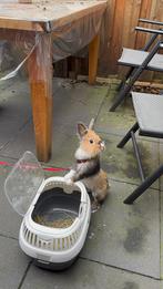 Dwergkonijn te koop, Dieren en Toebehoren, Kattenbakken, Ophalen of Verzenden, Zo goed als nieuw
