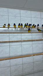 Te koop, Dieren en Toebehoren, Vogels | Overige Vogels, Tropenvogel