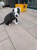 Amerikaanse Stafford pups, Dieren en Toebehoren, Honden | Jack Russells en Terriërs, 8 tot 15 weken, American Staffordshire Terriër