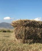 Ouder hooi, Ophalen of Verzenden, Vee