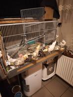 Zeer tam en heel lieve valkparkieten in diverse kleuren, Dieren en Toebehoren, Vogels | Parkieten en Papegaaien, Meerdere dieren