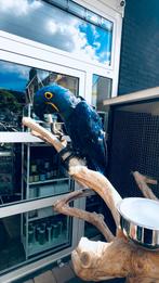 Süper tamme hyacint ara Pop, Dieren en Toebehoren, Vogels | Parkieten en Papegaaien, Vrouwelijk, Papegaai, Pratend