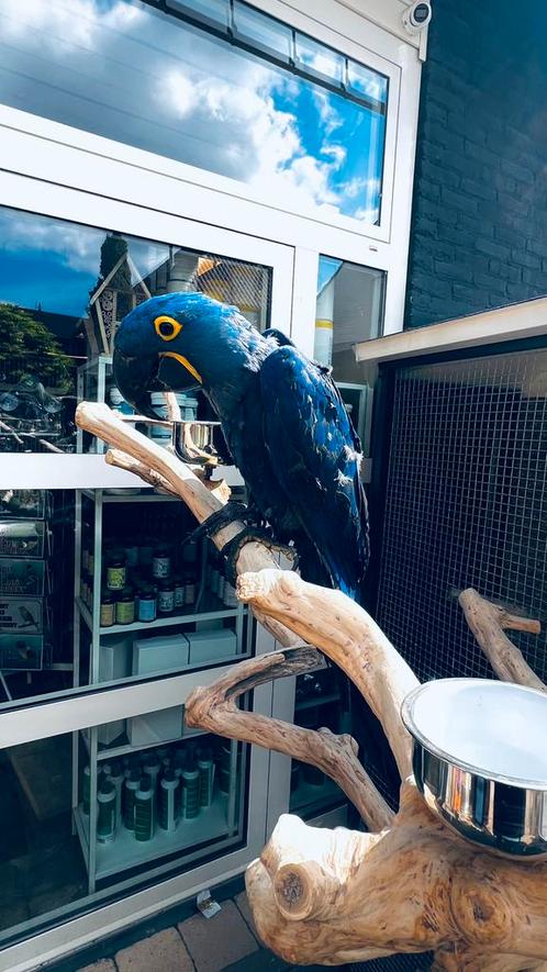 Süper tamme hyacint ara Pop, Dieren en Toebehoren, Vogels | Parkieten en Papegaaien, Papegaai, Vrouwelijk, Pratend, Tam, Geringd