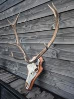 Edelhert gewei schedel jachttrofee, Ophalen, Gebruikt, Hert, Schedel