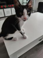 Kitten 4 maanden, Kater