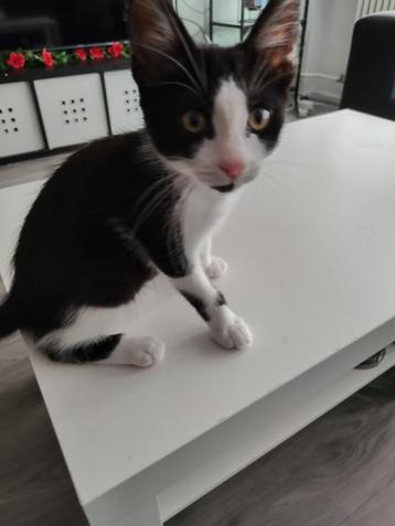 Kitten 4 maanden beschikbaar voor biedingen