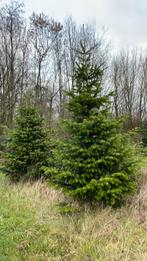 Nordmann kerstboom, Tuin en Terras, Planten | Bomen, Ophalen of Verzenden, Volle zon, Overige soorten