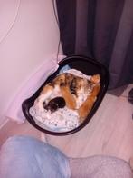 Leuke kittens, Ophalen of Verzenden