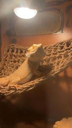 Te koop, lief baardagaam mannetje., Dieren en Toebehoren, Overige soorten, Met terrarium, 3 tot 6 jaar