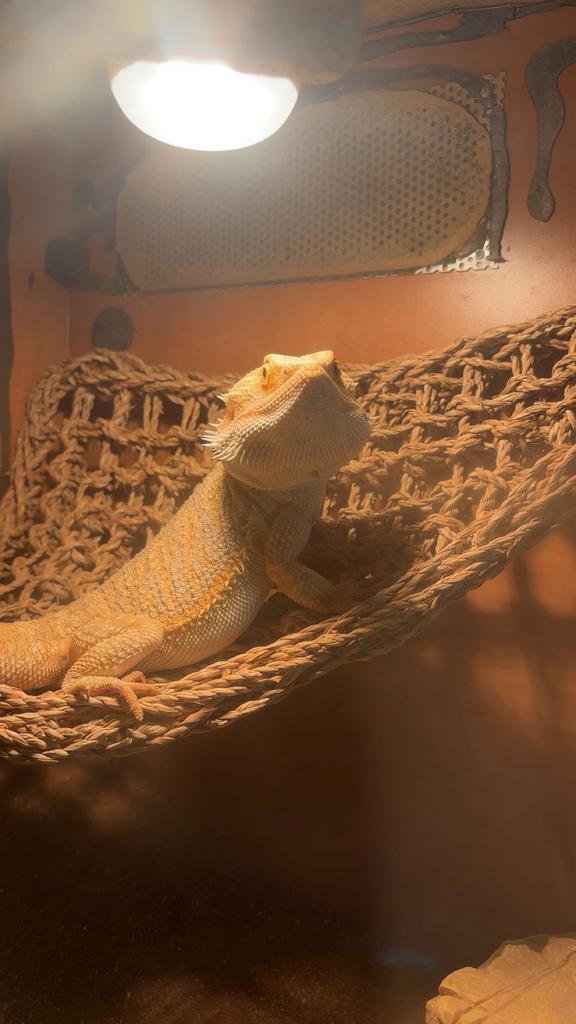 Te koop, lief baardagaam mannetje.