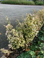 bonte liguster haag, Tuin en Terras, Planten | Struiken en Hagen, Ophalen, Liguster, Haag, Minder dan 100 cm