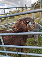 Ouessant rammen, Dieren en Toebehoren, Schapen, Geiten en Varkens, Mannelijk, Schaap, 0 tot 2 jaar