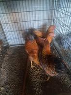 Diversen haantjes wyandotte kriel, Dieren en Toebehoren, Pluimvee, Mannelijk, Kip