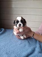 Shih tzu pups, Parvo, Overige rassen, 8 tot 15 weken, Meerdere