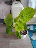 Ficus umbelatta, Ophalen of Verzenden, Ficus, Minder dan 100 cm