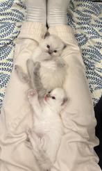 Beautiful Ragdoll Kittens Looking for Loving Homes, Dieren en Toebehoren, Katten en Kittens | Raskatten | Langhaar