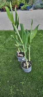Hedychium densiflorum, Volle zon, Vaste plant, Zomer, Ophalen