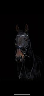 Lease paard aangeboden, Dieren en Toebehoren, Ophalen of Verzenden