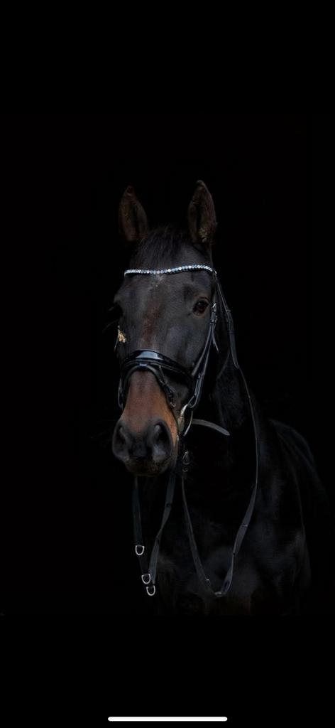 Lease paard aangeboden, Dieren en Toebehoren, Paarden en Pony's | Verzorgingsproducten, Ophalen of Verzenden