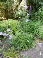 CAMPANULA ( KLOKJESBLOEM ), Zomer, Vaste plant, Overige soorten, Ophalen