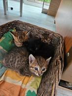 Boerderij kittens, Dieren en Toebehoren, Katten en Kittens | Overige Katten