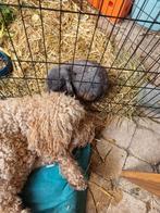 Gezocht voedster konijntje, Ophalen of Verzenden, Zo goed als nieuw, Overige typen