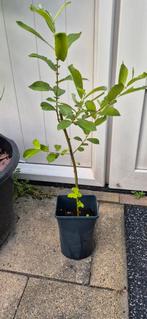 Leuke Wilg stek., Vaste plant, Halfschaduw, Lente, Ophalen