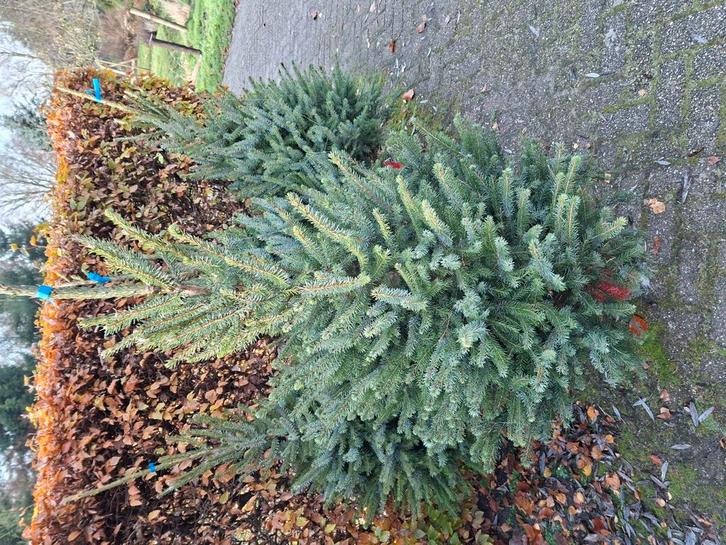 Kerstbomenin diverse maten en soorten., Tuin en Terras, Planten | Tuinplanten, Overige soorten, Volle zon, Ophalen
