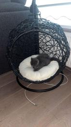 Kittens, Dieren en Toebehoren, Katten en Kittens | Raskatten | Korthaar, Poes, 0 tot 2 jaar