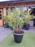 Chamaerops Humilis Multistam - Palm met 4 stammen, Tuin en Terras, Volle zon, Vaste plant, Bloeit niet, Ophalen