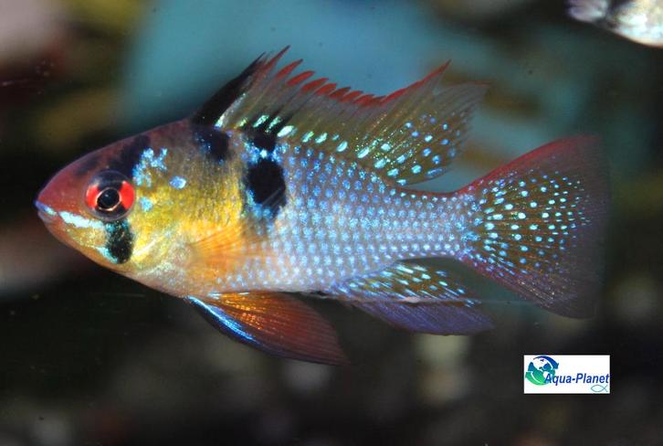 Mikrogeophagus ramirezi "Asia", Dieren en Toebehoren, Vissen | Aquariumvissen, Zoetwatervis, Vis