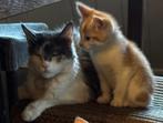 kittens te koop Ragdoll/ Maine Coon x Europese korthaar, Meerdere dieren, Ontwormd, 0 tot 2 jaar