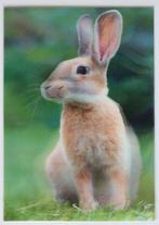 Authentic Cards, kaart 3D effect, konijn, Verzamelen, Ansichtkaarten | Dieren, Ophalen of Verzenden, 1980 tot heden, Ongelopen