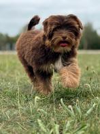 YorkiePoo Yorkshire terrier/Maltipoo pup, Dieren en Toebehoren, Honden | Chihuahua's en Gezelschapshonden, Rabiës (hondsdolheid)