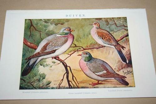 Antieke kleurenprent - Soorten duiven - Circa 1900 !!, Verzamelen, Foto's en Prenten, Gebruikt, Voor 1940, Ophalen of Verzenden
