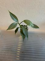 Philodendron Silver Sword, Ophalen of Verzenden, Overige soorten, Minder dan 100 cm