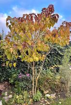 Pindakaasboom of kansenboom, Tuin en Terras, Planten | Bomen, Ophalen, Volle zon, Overige soorten