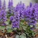 Kruipend zenegroen. Gifvrij., Tuin en Terras, Planten | Tuinplanten, Ophalen, Overige soorten