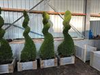 Cupressus solitair spiralen koopje!!, Ophalen of Verzenden, Zomer, Overige soorten, Halfschaduw