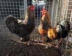2 fantastische hanen, Dieren en Toebehoren, Pluimvee, Mannelijk, Kip