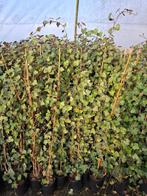 hedera woerner klimop, Ophalen, Bloeit niet, Klimplanten, Halfschaduw