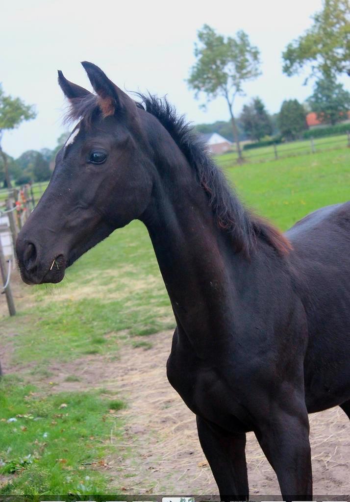 Sportief veulen Secret lover x Las Vegas is afgespeend, Dieren en Toebehoren, Paarden, Hengst, 0 tot 2 jaar, Dressuurpaard, Gechipt