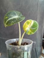 Alocasia ninja variegata (aurea), Ophalen, Overige soorten, Minder dan 100 cm