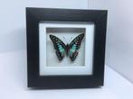 vlinder Graphium Doson, Ophalen of Verzenden, Nieuw, Insect, Opgezet dier