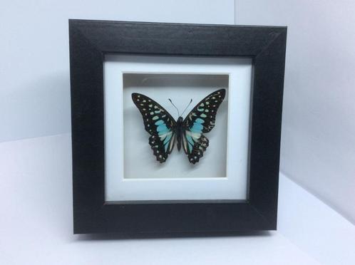 vlinder Graphium Doson, Verzamelen, Dierenverzamelingen, Nieuw, Opgezet dier, Insect, Ophalen of Verzenden