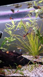 Gratis guppen en platy's, Dieren en Toebehoren, Vissen | Aquariumvissen, Vis