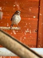 Edelzanger, Dieren en Toebehoren, Geslacht onbekend